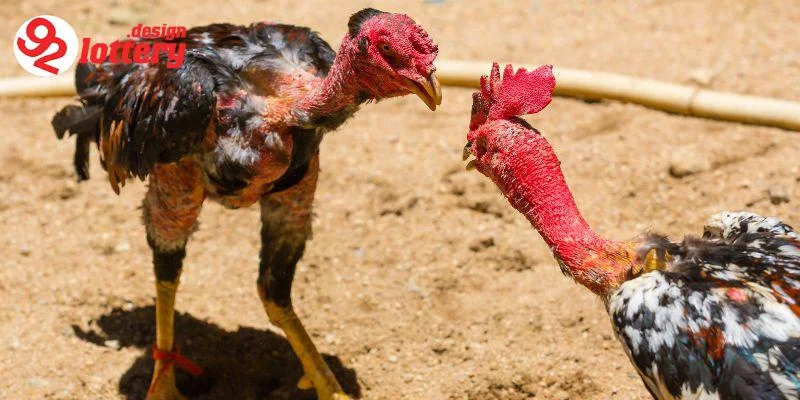 Cách Nuôi Gà Đá – Bí Quyết Chăm Sóc Chiến Kê Chiến Thắng 4 Những sai lầm cần tránh trong cách nuôi gà đá